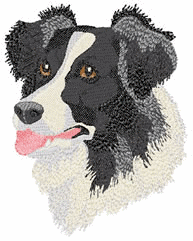 Honden plaatjes Border collie 