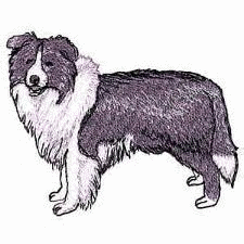 Honden plaatjes Border collie 