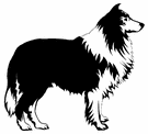 Honden plaatjes Border collie 