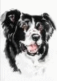 Honden plaatjes Border collie 