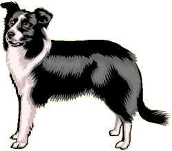 Honden plaatjes Border collie 