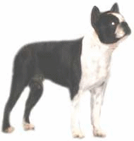 Honden plaatjes Boston terrier 