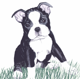 Honden plaatjes Boston terrier 