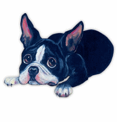 Honden plaatjes Boston terrier 