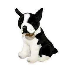 Honden plaatjes Boston terrier Zwart Wit Hondje