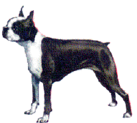 Honden plaatjes Boston terrier 