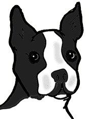 Honden plaatjes Boston terrier 