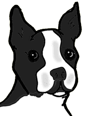 Honden plaatjes Boston terrier 