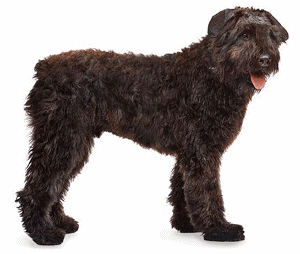 Honden plaatjes Bouvier Hond Bouvier