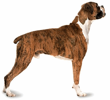 Honden plaatjes Boxers 