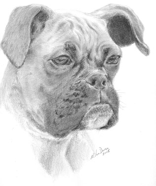 Honden plaatjes Boxers 