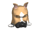 Honden plaatjes Boxers 