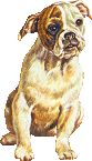 Honden plaatjes Boxers 
