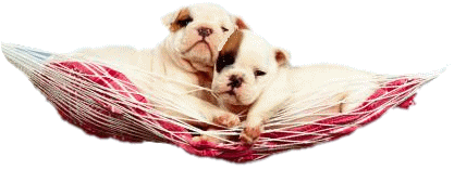 Honden plaatjes Boxers 