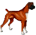 Honden plaatjes Boxers 