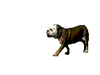 Honden plaatjes Boxers 