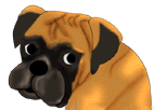 Honden plaatjes Boxers 