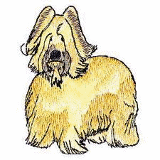 Honden plaatjes Briard 