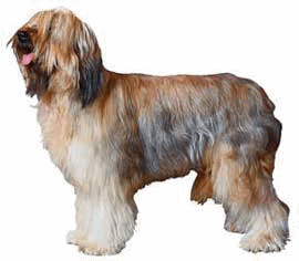 Honden plaatjes Briard 