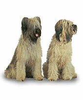 Honden plaatjes Briard 