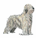 Honden plaatjes Briard 