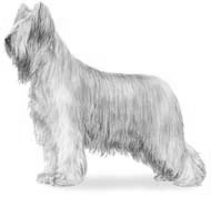 Honden plaatjes Briard 