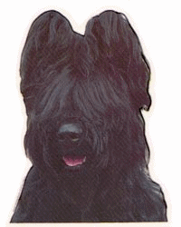 Honden plaatjes Briard 