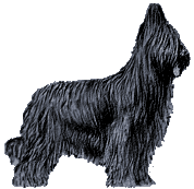 Honden plaatjes Briard 