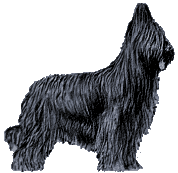 Honden plaatjes Briard 