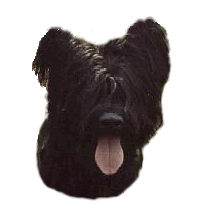 Honden plaatjes Briard 