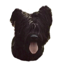 Honden plaatjes Briard 