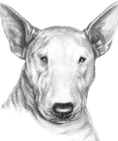 Honden plaatjes Bull terrier 