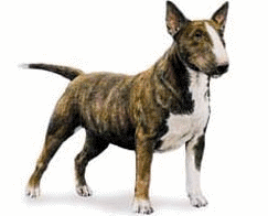 Honden plaatjes Bull terrier 