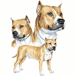 Honden plaatjes Bull terrier 