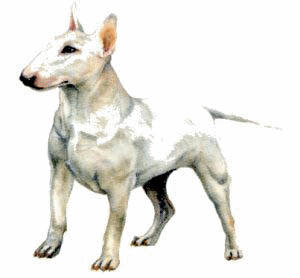 Honden plaatjes Bull terrier 