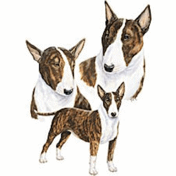 Honden plaatjes Bull terrier 