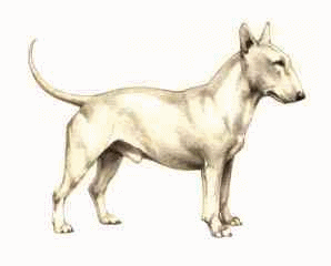 Honden plaatjes Bull terrier 