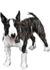 Honden plaatjes Bull terrier 
