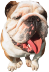 Honden plaatjes Bulldog 