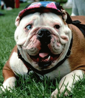 Honden plaatjes Bulldog 