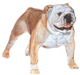 Honden plaatjes Bulldog Blaffen, Hond, Bulldog