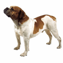 Honden plaatjes Bulldog 