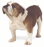 Honden plaatjes Bulldog 