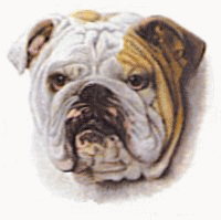 Honden plaatjes Bulldog 