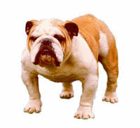 Honden plaatjes Bulldog 