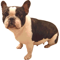 Honden plaatjes Bulldog 
