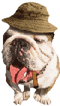 Honden plaatjes Bulldog 