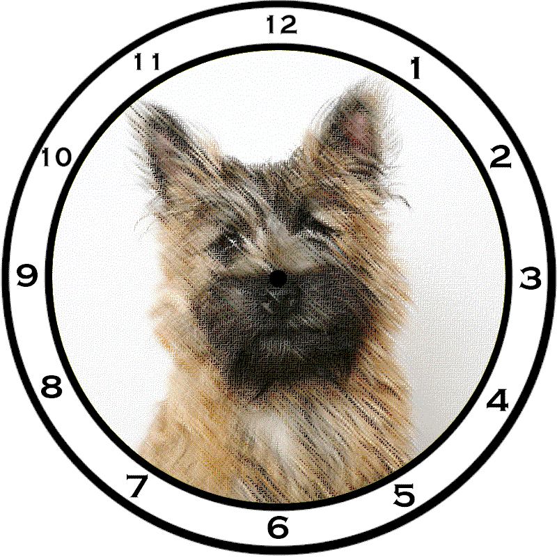 Honden plaatjes Cairn Terrier 