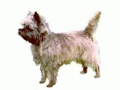 Honden plaatjes Cairn terrier 