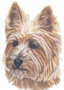 Honden plaatjes Cairn Terrier 
